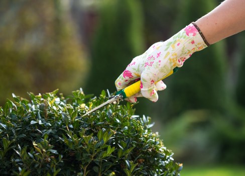 Professional hedge trimming service in Hoxton garden