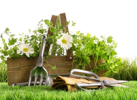 Professional garden maintenance services in Hoxton
