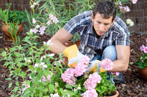 A man wearing a short-sleeved, plaid shirt is kneeling on the soil in a garden, tending to a cluster of pink flowering plants with gardening gloves. The garden features a variety of plants, including green foliage, flowering shrubs with pink blossoms, and potted plants in the background. The soil appears freshly turned, and the garden is set in an outdoor environment with natural daylight and lush greenery, possibly in a residential area near Hoxton. This scene exemplifies outdoor gardening and maintenance activities typical of local garden care services such as hedge trimming and plant tending provided by Hedge Trimming Hoxton, with a focus on detailed plant care and landscape enhancement.
